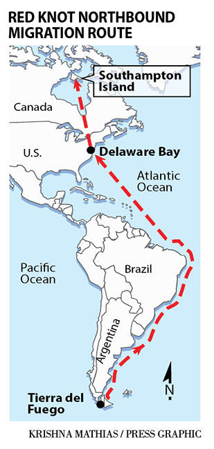 Red knot migration route map